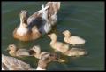 2006-07-01 Baby ducks